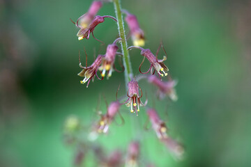 Piggyback plant blossom, Tolmiea menziesii