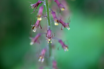 Piggyback plant blossom, Tolmiea menziesii