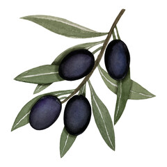Black olives, watercolor illustration, branch of olives isolated on white background. Watercolor - vector 20.