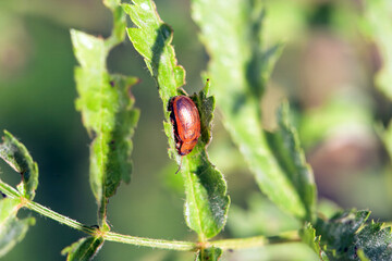 Leaf beetle, Lochmaea crataegi