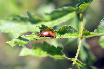 Leaf beetle, Lochmaea crataegi