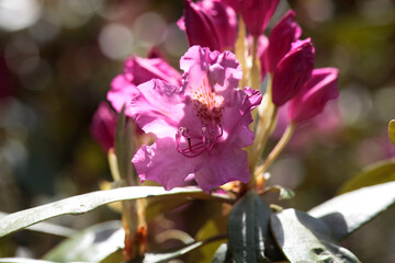 Smirnow rhododendron, Rhododendron smirnowi