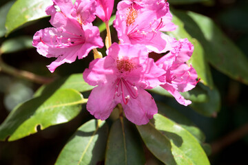 Smirnow rhododendron, Rhododendron smirnowi