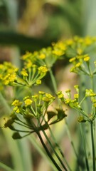 Close-up of dill flowers in bloom, showcasing delicate yellow umbels against a blurred garden background. A botanical macro shot capturing the fine details of a flowering herb in summer.