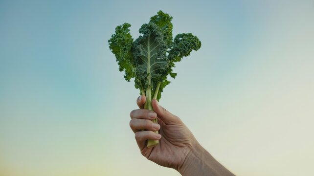Hand holding fresh kale against sky