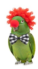 parrot dressed as a clown with a colorful wig, red nose, and bow tie. Humorous and surreal animal portrait on white background