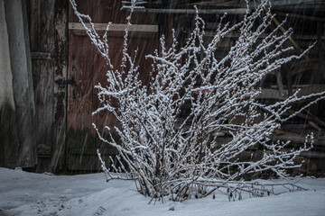 Snow-covered bush stands in front of a rustic wooden door, surrounded by a winter landscape, capturing the serene beauty of nature in a snowy environment