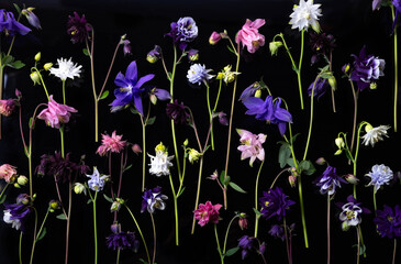 Vibrant aquilegia flowers in various colors and shapes displayed in vertical lines on black background. Rich contrast and botanical diversity, for gardening posters, floral catalogs, textile designs