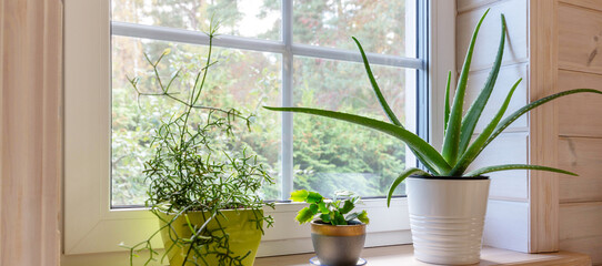 Green home interior with aloe vera, rhipsalis and cactus on a wooden windowsill. Natural light and...