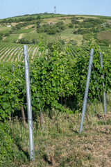 The Palava is a protected landscape area and a UNESCO biosphere reserve located in the South Moravian Region in the Czech Republic, on the border with Austria.