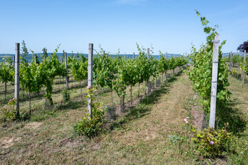 The Palava is a protected landscape area and a UNESCO biosphere reserve located in the South Moravian Region in the Czech Republic, on the border with Austria.
