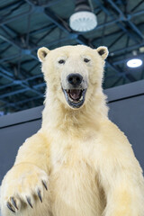 A prepared, stuffed polar bear in a covered hall
