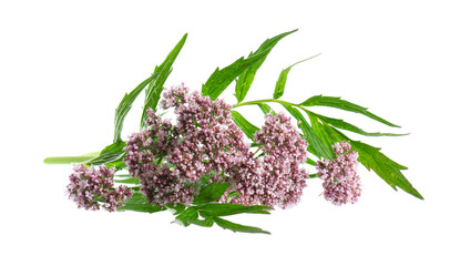 Valerian flowers isolated on white background. Valeriana officinalis. Medicinal herbs.