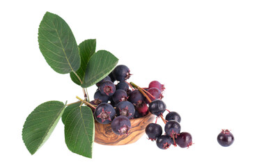 Serviceberry isolated on white background. Saskatoon, amelanchier, shadbush, juneberry, irga or...