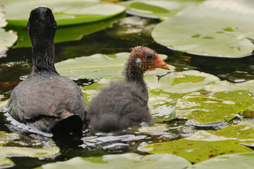 Coots - parent and baby