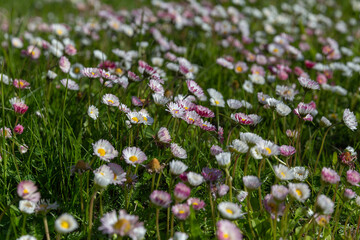 Blooming wild daisy lawn with pink and white flowers in natural meadow, promoting biodiversity, eco gardening, low-maintenance landscaping, organic nature background