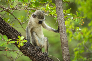 A curious vervet monkey in a tree