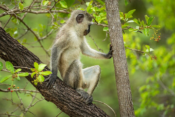 A curious vervet monkey in a tree