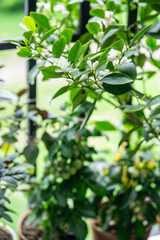 Citrus calamondin tree with fragrant scented flowers on balcony at home, soft focus. Blooming...