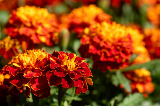 Vibrant yellow and orange flowers of the Tagetes patula, the French marigold growing in the garden during summer