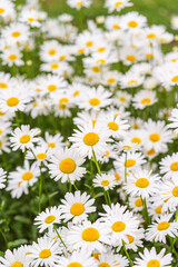 Cose up of blooming white daisies, chamomile with yellow centers growing in a lush meadow background. Oxeye daisy, Leucanthemum vulgare, Common daisy, Dog daisy. Gardening, plant breeding
