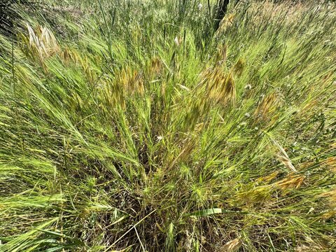 Ripening of Bromus tectorum seed in field. Close up of a cheatgrass and seeds. Downy brome, drooping brome or cheatgrass is a winter annual grass. Family Poaceae.
