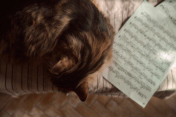 cat sleeping with music notes, studying at home. does housework. learning music at home, cinematic retro. 