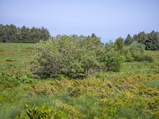 Panorama of Vitosha Mountain, Bulgaria