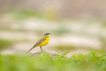 Fototapeta premium Western yellow wagtail, Motacilla flava standing on the ground in Estonian nature