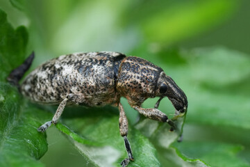 Closeup on a large Bulgarian weevil species, Cyphocleonus dealbatus on a green leaf