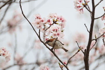 The russet sparrow (Passer cinnamomeus), also called the cinnamon or cinnamon tree sparrow, is a...