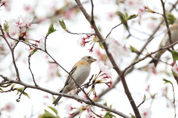 The brambling (Fringilla montifringilla) is a small passerine bird in the finch family Fringillidae. This photo was taken in Japan.