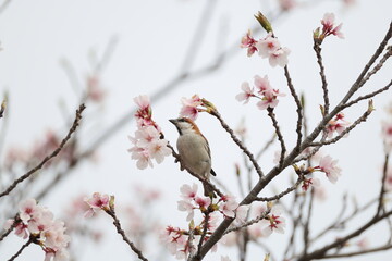 The russet sparrow (Passer cinnamomeus), also called the cinnamon or cinnamon tree sparrow, is a...