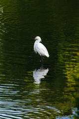 White Egret hunting