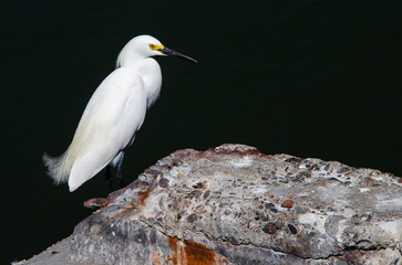 Egret on green water
