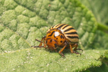 Agricultural pest Colorado potato beetle eats potato leaves