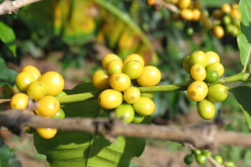 Café en cultivo