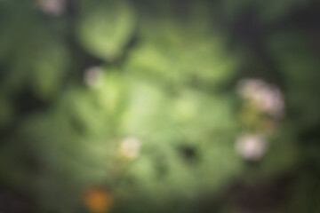 Abstract blurred green grass background, texture