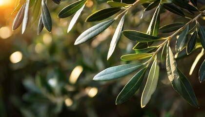 lush olive tree leaves detail for culinary art nature enthusiasts and sustainable gardening inspiration ideal for eco friendly lifestyle presentations and food focused projects
