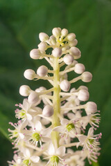 Close-up of Phytolacca acinosa berry laconos flower on the background of a green leaf
