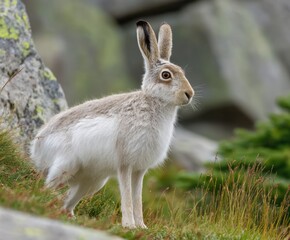 Fototapeta premium Mountain hare, Lepus timidus, in the wild