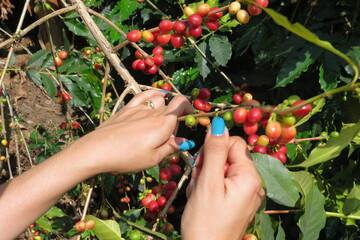 Recolectando caf&eacute;