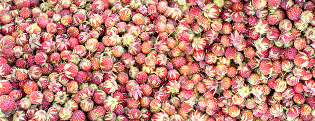 Fragaria viridis or wild meadow strawberry background pattern