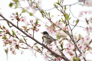 The brambling (Fringilla montifringilla) is a small passerine bird in the finch family Fringillidae. This photo was taken in Japan.
