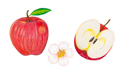 color pencil apple elements