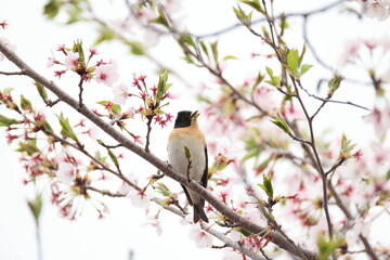 The brambling (Fringilla montifringilla) is a small passerine bird in the finch family...