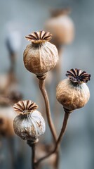 Dried Poppy Seed Pods Captured in Soft Light Highlighting Their Natural Textures and Shapes