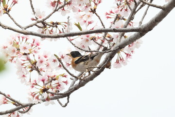 The brambling (Fringilla montifringilla) is a small passerine bird in the finch family Fringillidae. This photo was taken in Japan.
