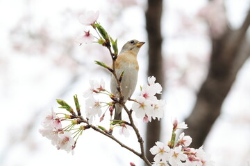 The brambling (Fringilla montifringilla) is a small passerine bird in the finch family Fringillidae. This photo was taken in Japan.