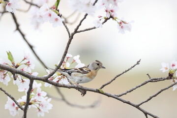 The brambling (Fringilla montifringilla) is a small passerine bird in the finch family Fringillidae. This photo was taken in Japan.